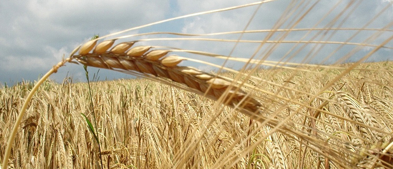 Έλεγχοι για τη διαπίστωση ύπαρξης μυκητολογικών ασθενειών από την Περιφέρεια Θεσσαλίας σε καλλιέργειες σκληρού σίτου