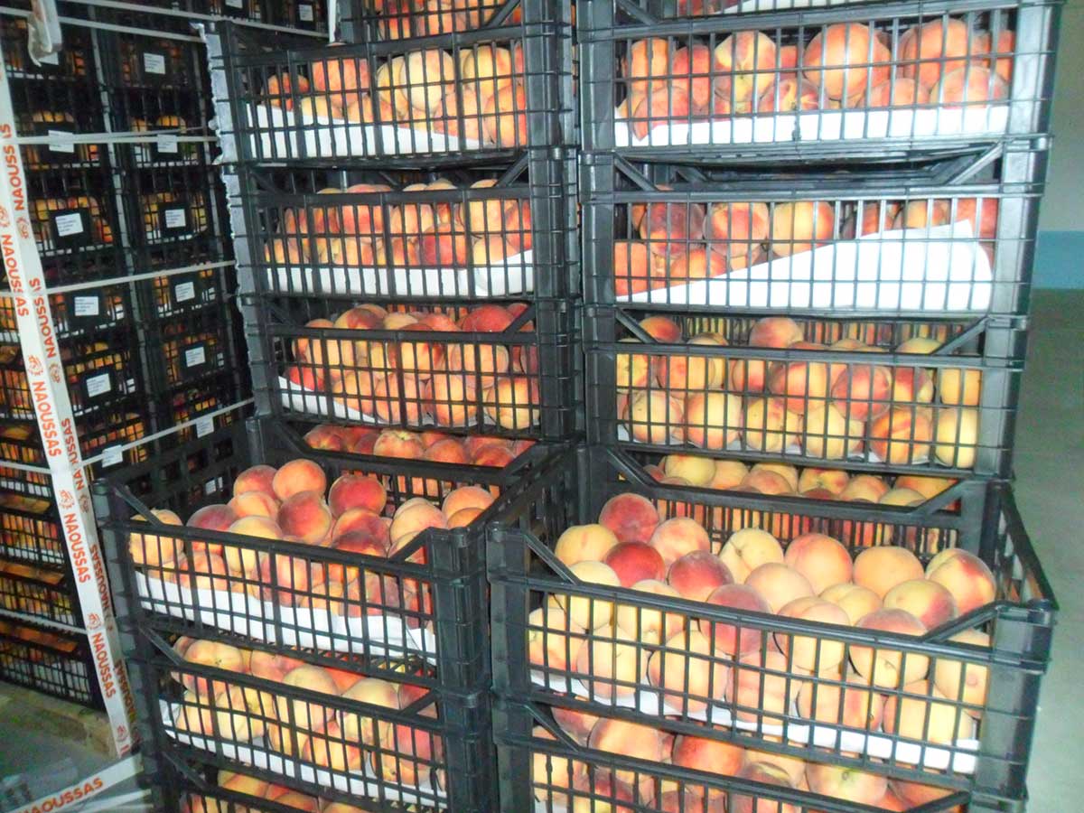 19 τόνοι ροδάκινων θα διανεμηθούν σε 1.500 δημότες των Τρικάλων που κατέχουν κάρτα σίτισης-Το πρόγραμμα διανομής