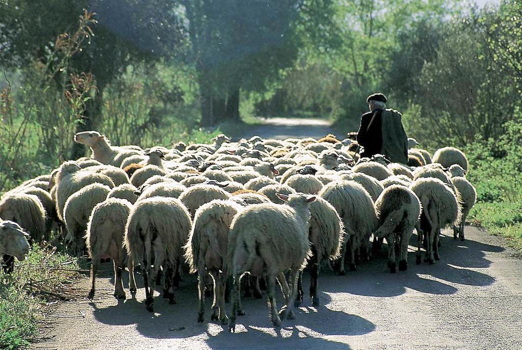 Απογραφή του ζωικού κεφαλαίου αιγοπροβάτων για την προκαταβολή της Εξισωτικής