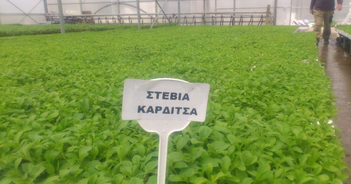 Ένα μεγάλο Μπράβο στους Καρδιτσιώτες! Το πρώτο εργοστάσιο στέβιας στην Ευρώπη είναι γεγονός