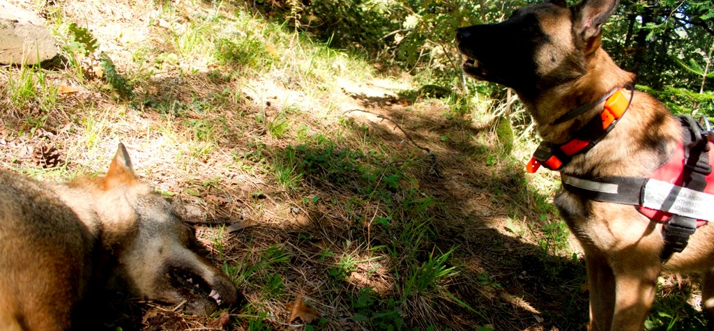 Ομαδική δηλητηρίαση τσοπανόσκυλων στο Κακοπλεύρι Καλαμπάκας