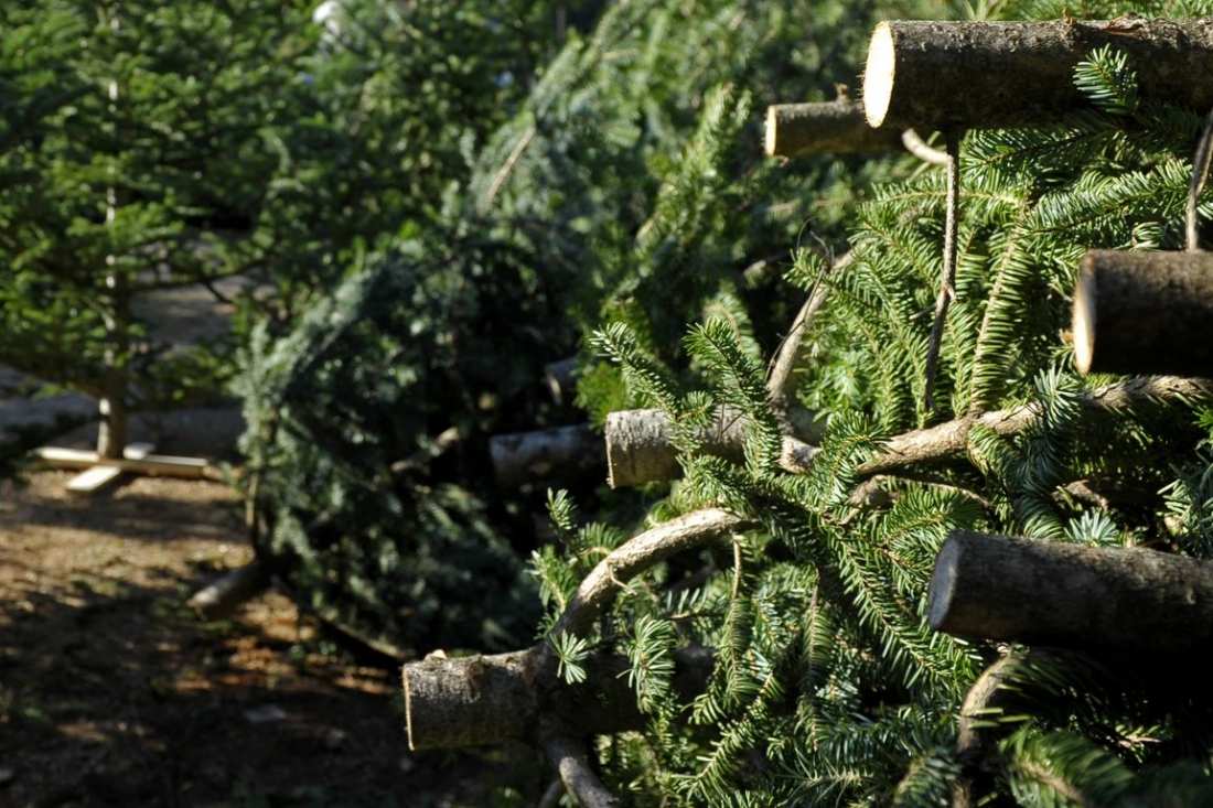 Στην 5η θέση στην υλοτόμηση χριστουγεννιάτικων δέντρων ο Νομός Τρικάλων