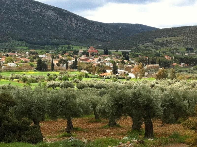 Ξηρονομή: Το γραφικό χωριό μέσα στους ελαιώνες της Βοιωτίας