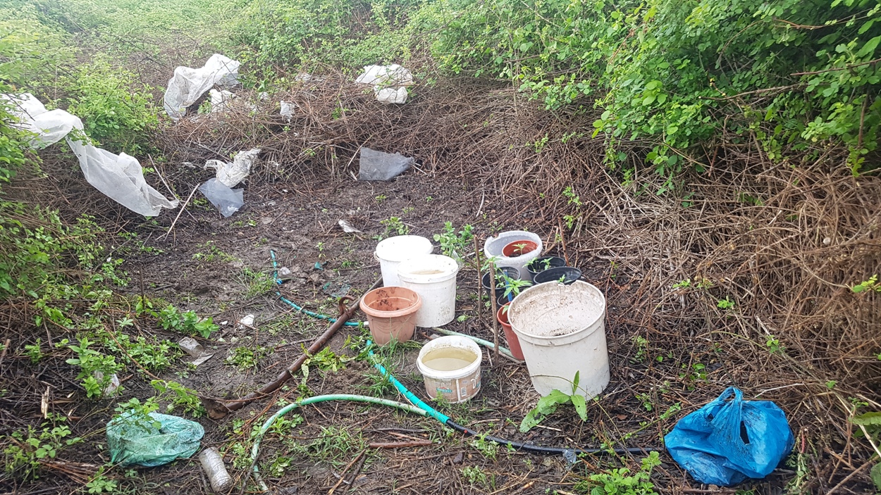 Εντοπίστηκε οργανωμένη φυτεία κάνναβης, σε ειδικά διαμορφωμένο χώρο στα Τρίκαλα