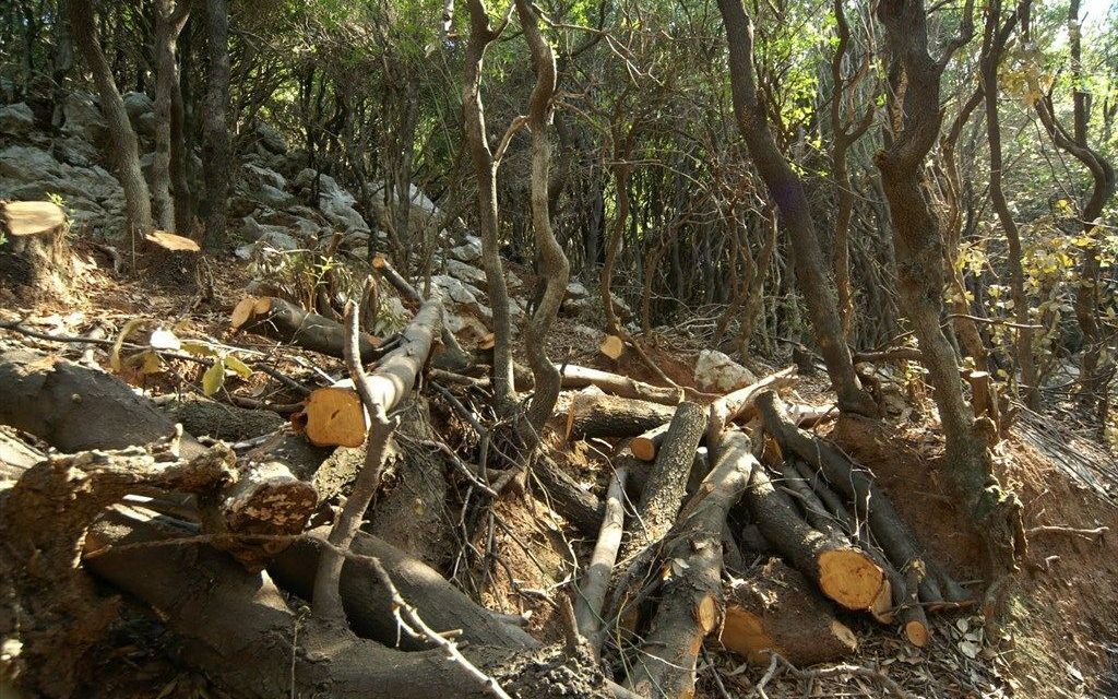 Μηλιά Μετσόβου : Πολίτη καταπλάκωσε το δέντρο που έκοβε