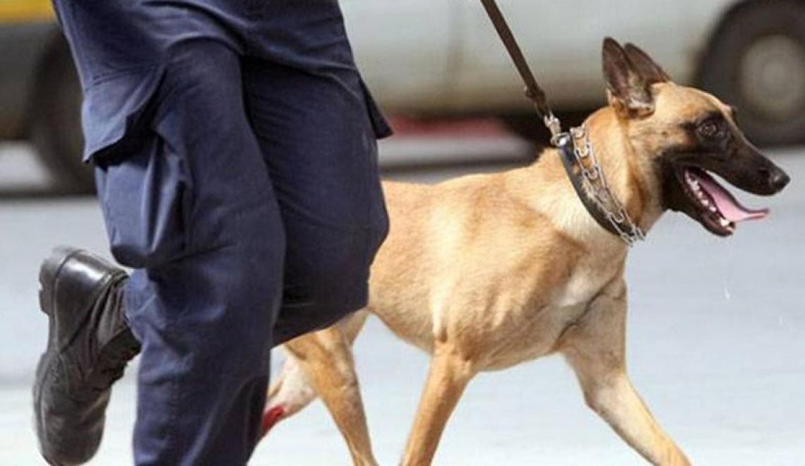 Τρίκαλα: Αστυνομικός σκύλος ξετρύπωσε κάνναβη σε οικία 34χρονου