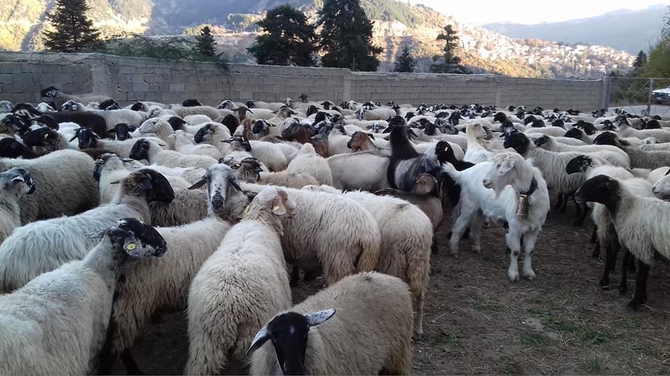 Επιστρέφουν από τα βουνά πίσω στα χειμαδιά οι κτηνοτρόφοι-Μία πανάρχαια συνήθεια που συνεχίζεται ανά τους αιώνες
