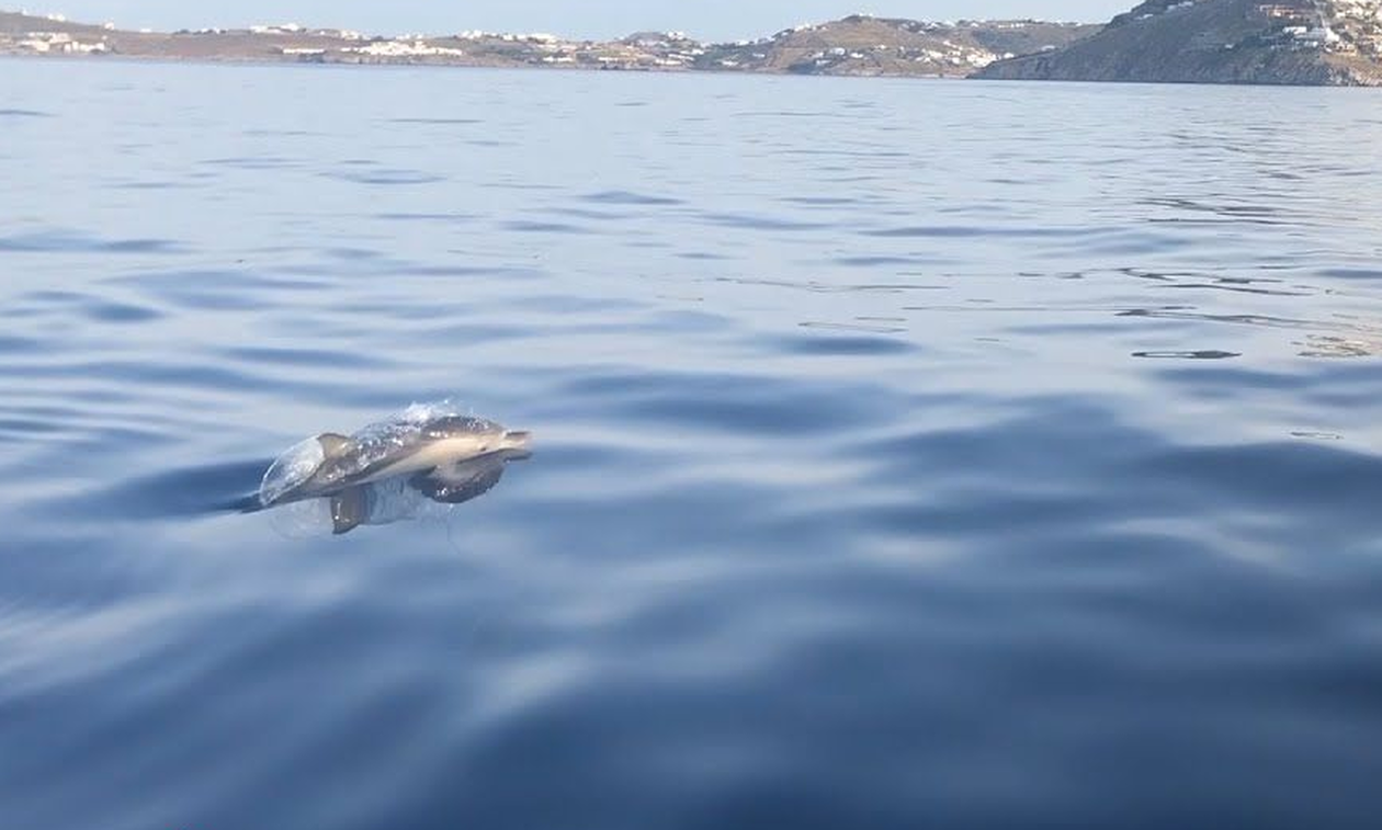 Κοπάδι από μικρά δελφίνια μάγεψαν τη Μύκονο (video)