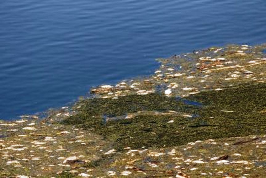 Προβληματισμός από τα χιλιάδες νεκρά ψάρια στον Πηνειό ποταμό