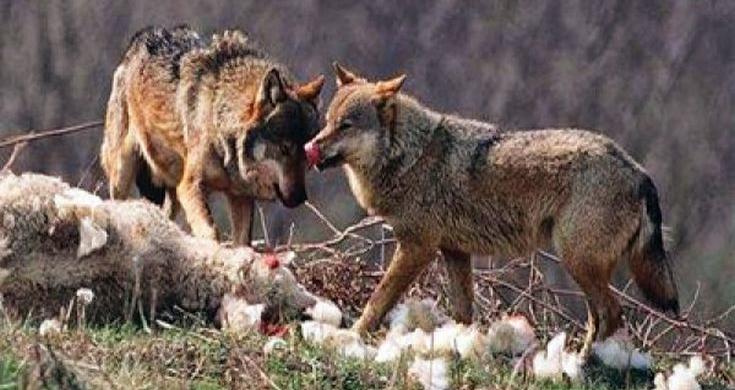 Το φόβο και τον τρόμο σπέρνουν οι Λύκοι στα χωριά του δήμου Φαρκαδόνας