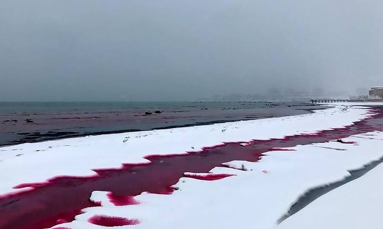Η θάλασσα έγινε κόκκινη – Απόκοσμες εικόνες