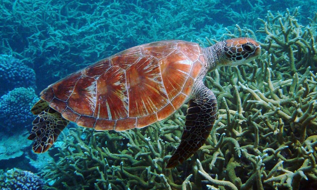 Η φωτογραφία που συγκλόνισε τον πλανήτη: Θαλάσσια χελώνα πέθανε εγκλωβισμένη από πετονιά