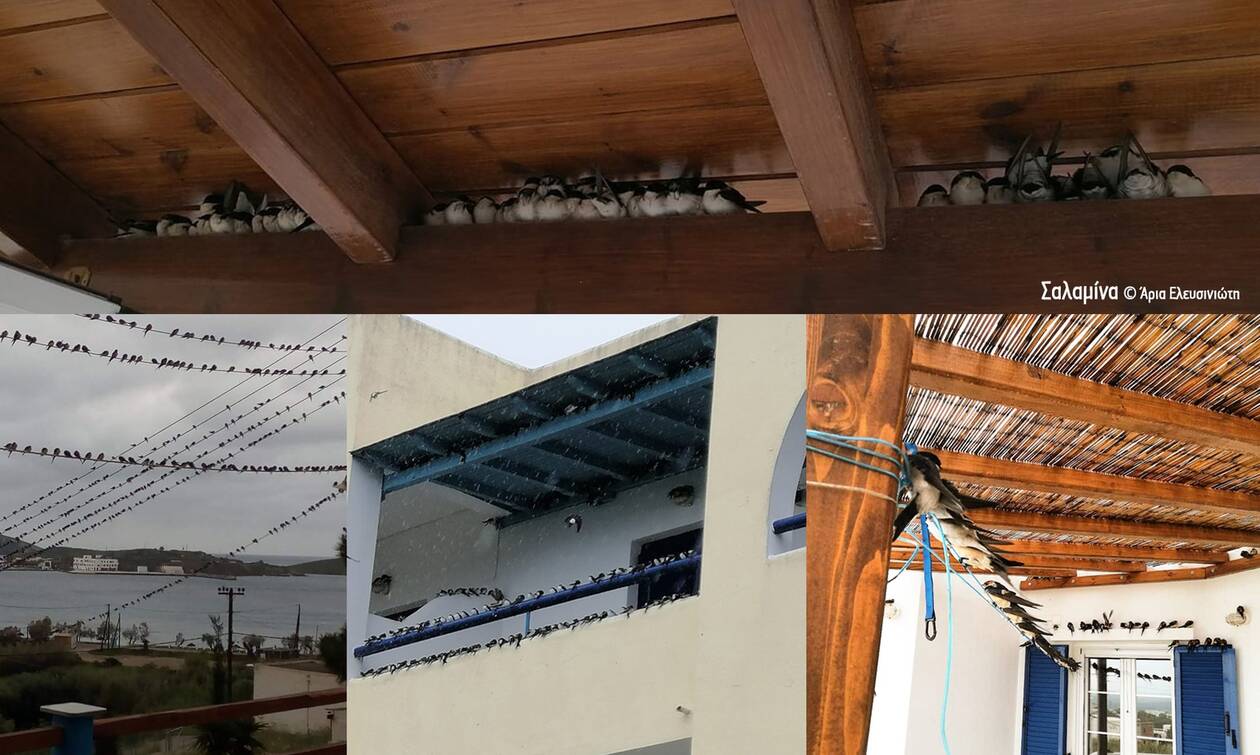 Σοκαριστικές εικόνες: Αυτός είναι ο λόγος που γέμισε όλη η Ελλάδα νεκρά χελιδόνια