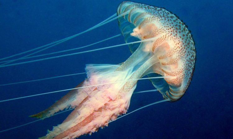 Κρήτη: Δείτε το ασυνήθιστο είδος τσούχτρας που εμφανίστηκε στις παραλίες