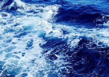 Έβγαλαν ψάρι… 305 κιλά