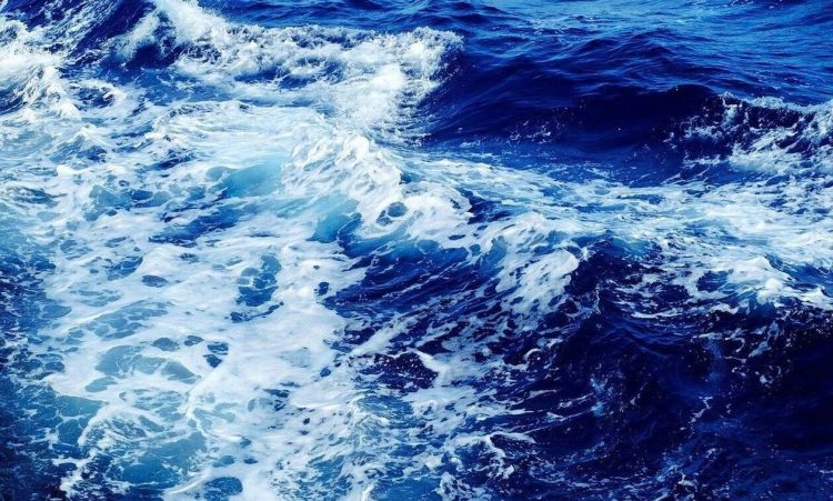 Έβγαλαν ψάρι… 305 κιλά