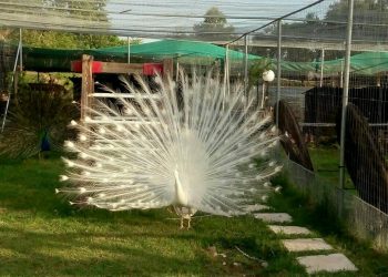 Εντυπωσιακά ολόλευκα παγόνια κλέβουν καρδιές στα Τρίκαλα