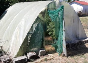 Τρικαλινός καλλιεργούσε κάνναβη σε αυτοσχέδιο θερμοκήπιο