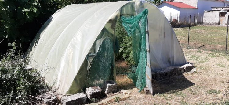 Τρικαλινός καλλιεργούσε κάνναβη σε αυτοσχέδιο θερμοκήπιο