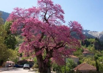 Ένας φτελιάς 700 ετών στην Αηδόνα Τρικάλων!!!-Ο αρχαιότερος του είδους του στα Βαλκάνια