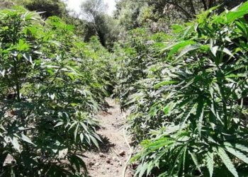 Tρικαλινός καλλιεργούσε κάνναβη στο αγρόκτημά του
