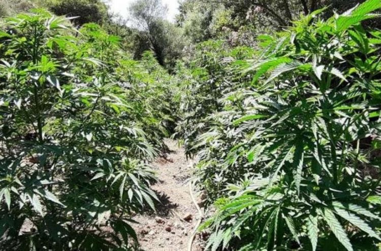 Tρικαλινός καλλιεργούσε κάνναβη στο αγρόκτημά του
