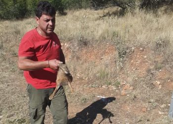 Τρίκαλα: Κυνηγοί απελευθέρωσαν λαγούς (φωτό-video)
