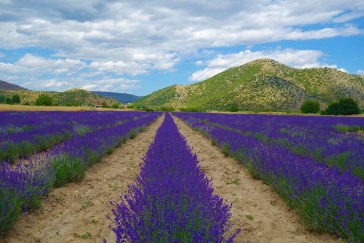 Λιλά… χωράφια με μεθυστικά αρώματα στον Τρικαλινό κάμπο