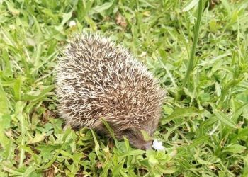 Οι σκαντζόχοιροι στις αυλές του Κεφαλόβρυσου
