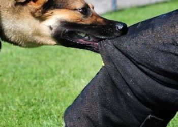Κοζάνη: Σκύλος επιτέθηκε σε κοριτσάκι-Το δάγκωσε στο στήθος