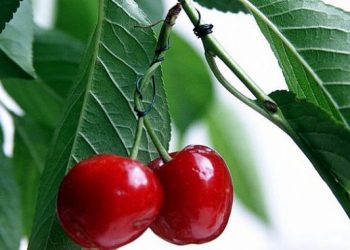 Τι συμβαίνει στον οργανισμό μας όταν τρώμε κεράσια