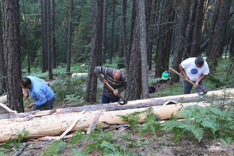 Πήγαμε στην Πίνδο και βρήκαμε τους υλοτόμους