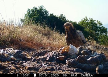 Ελπίδα για τους απειλούμενους γύπες των Μετεώρων-Ένα νέος Ασπροπάρης δίνει το παρόν στην περιοχή μετά από πολλά χρόνια!