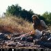 Ελπίδα για τους απειλούμενους γύπες των Μετεώρων-Ένα νέος Ασπροπάρης δίνει το παρόν στην περιοχή μετά από πολλά χρόνια!