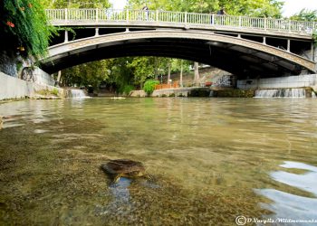 Νεροχελώνες στο Ληθαίο… Στο πιο κεντρικό σημείο των Τρικάλων, άγρια ζωή και πόλη συνυπάρχουν