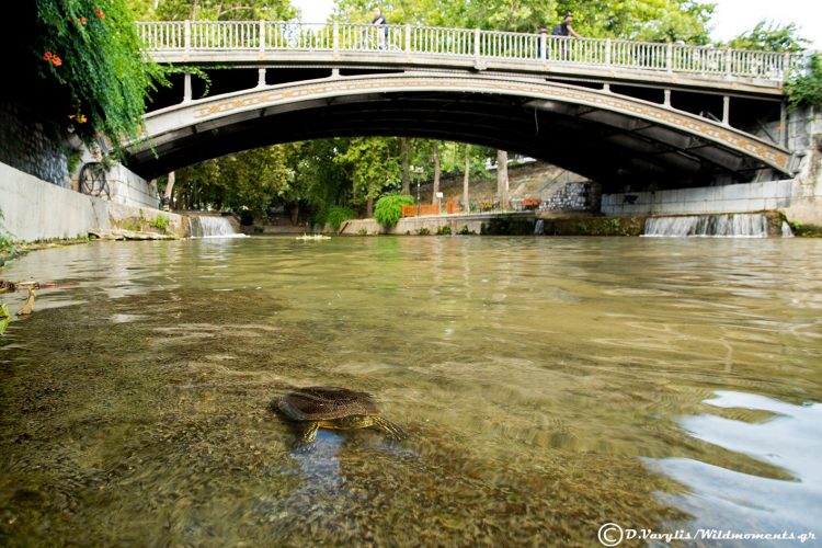 Νεροχελώνες στο Ληθαίο… Στο πιο κεντρικό σημείο των Τρικάλων, άγρια ζωή και πόλη συνυπάρχουν