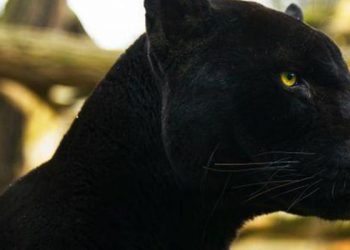 Σπάνιο θέαμα: Μαύρος πάνθηρας εντοπίστηκε σε δάσος της Ινδίας