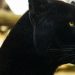 Σπάνιο θέαμα: Μαύρος πάνθηρας εντοπίστηκε σε δάσος της Ινδίας