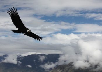 Πουλί μπορεί να πετάξει απόσταση περίπου 170 χλμ χωρίς με μια κίνηση!