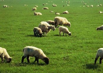 Σύνταξη των Διαχειριστικών Σχεδίων Βόσκησης