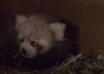 Βερολίνο: Γεννήθηκε κόκκινο panda (video)