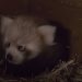 Βερολίνο: Γεννήθηκε κόκκινο panda (video)