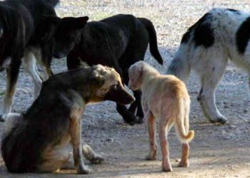 Σκύλοι επιτέθηκαν και τραυμάτισαν 13χρονο κι ένα ζευγάρι στο Μεγαλοχώρι