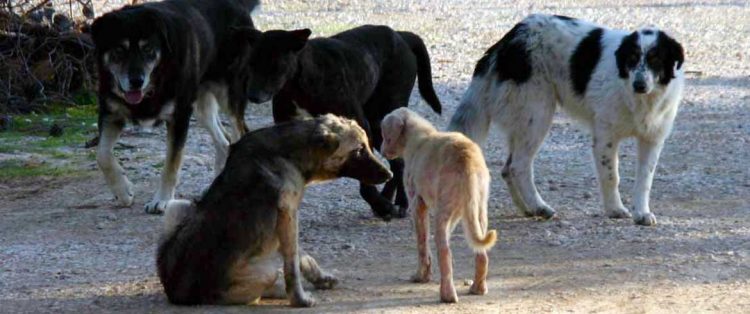 Σκύλοι επιτέθηκαν και τραυμάτισαν 13χρονο κι ένα ζευγάρι στο Μεγαλοχώρι