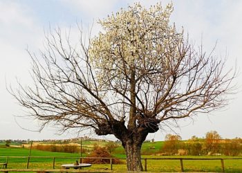 Παράξενο διπλό δέντρο!
