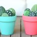 DIY – Φτιάξτε όμορφα γλαστράκια με κάκτους από πέτρες