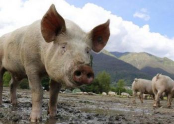 Για κλοπή και θανάτωση χοίρων συνελήφθησαν 4 άτομα στα Τρίκαλα