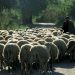 Eμφάνιση επιβεβαιωμένων κρουσμάτων Καταρροϊκού Πυρετού του Προβάτου στο Νομό Τρικάλων