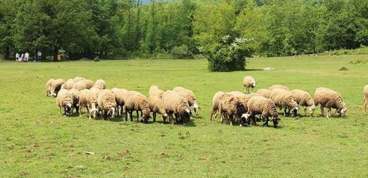Εμφάνιση Καταρροϊκού Πυρετού σε Κοζάνης -Καστοριάς/ Μέτρα στον Νομό Τρικάλων