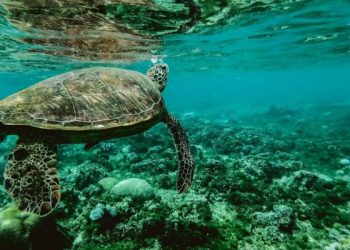 Μόλις το 13% των ωκεανών παραμένει ανέγγιχτο από τους ανθρώπους